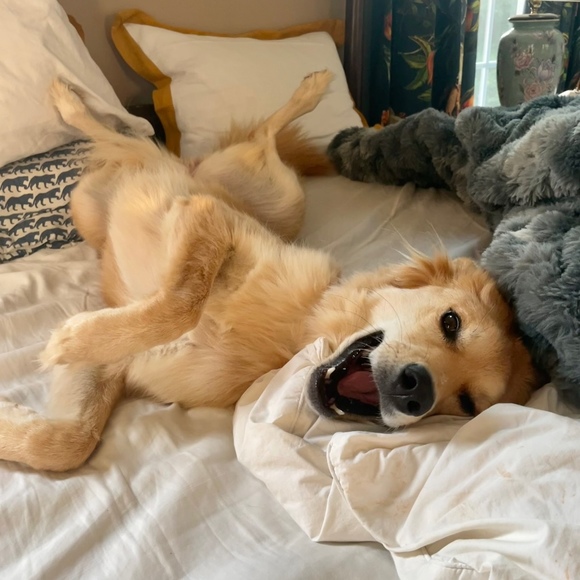 Meet your Posher, Jasper - Picture 2 of 2